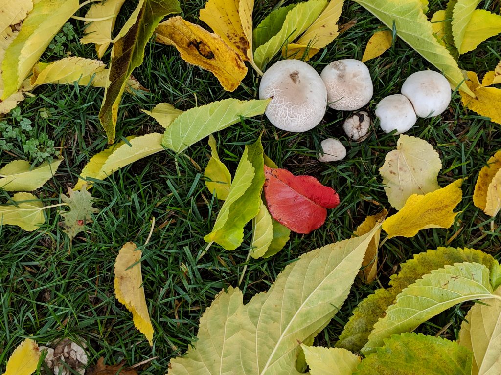 Closeup of leaves and mushrooms on a Danville lawn