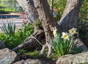 Daffodils